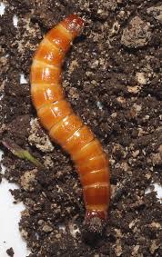 Attēlu rezultāti vaicājumam “Elateridae larva”