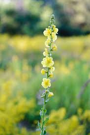 Attēlu rezultāti vaicājumam “Verbascum blattaria flower”