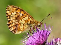 Attēlu rezultāti vaicājumam “Brenthis ino underside”