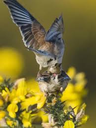 Attēlu rezultāti vaicājumam “Carduelis cannabina adult”