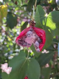 Attēlu rezultāti vaicājumam “Anisantha tectorum fruit”