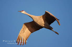 Image result for Grus canadensis