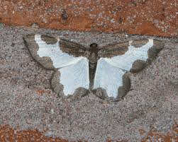 Attēlu rezultāti vaicājumam “Lomaspilis marginata”