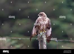 Attēlu rezultāti vaicājumam “Buteo buteo adult”