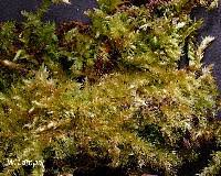 Attēlu rezultāti vaicājumam “Brachythecium rutabulum sporophyte”