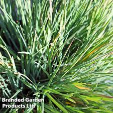 Attēlu rezultāti vaicājumam “Koeleria glauca leaf”