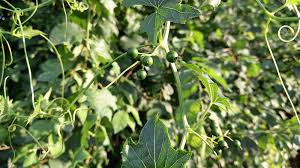 Attēlu rezultāti vaicājumam “Bryonia alba leaf”