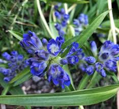 Attēlu rezultāti vaicājumam “Gentiana cruciata flower”