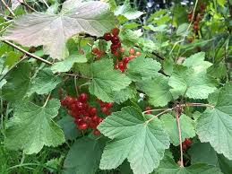 Attēlu rezultāti vaicājumam “Ribes uva-crispa leaf”