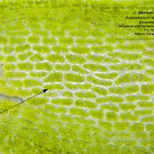 Attēlu rezultāti vaicājumam “Aulacomnium androgynum”