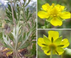 Image result for Potentilla argentea