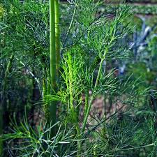 Attēlu rezultāti vaicājumam “Anethum graveolens leaf”