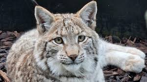 Image result for Lancashire Lynx