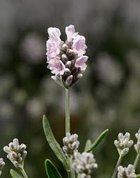 Attēlu rezultāti vaicājumam “Lavandula angustifolia flower”