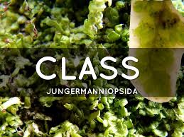 Attēlu rezultāti vaicājumam “Radula complanata sporophyte”