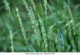 Attēlu rezultāti vaicājumam “Elytrigia repens leaf”