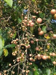 Attēlu rezultāti vaicājumam “Diachea muscorum”