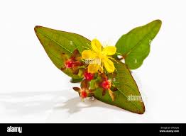 Attēlu rezultāti vaicājumam “Hypericum perforatum fruit”