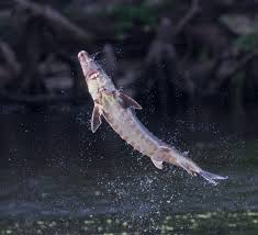 Image result for Acipenser desotoi