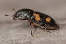 Attēlu rezultāti vaicājumam “Glischrochilus quadripunctatus imago”