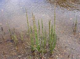 Attēlu rezultāti vaicājumam “Juncaginaceae”