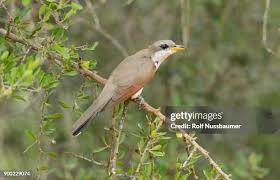 Image result for Coccyzus americanus