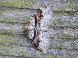 Attēlu rezultāti vaicājumam “Xanthorhoe designata”