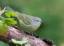 Attēlu rezultāti vaicājumam “Phylloscopus trochiloides adult”