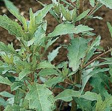 Image result for Chenopodium ambrosioides