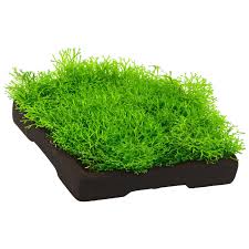 Attēlu rezultāti vaicājumam “Riccia”