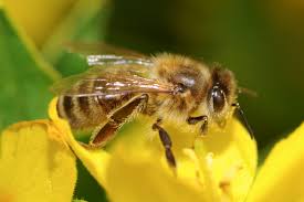 Attēlu rezultāti vaicājumam “Apis mellifera”