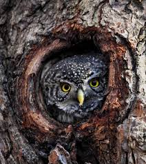 Attēlu rezultāti vaicājumam “Glaucidium passerinum adult”