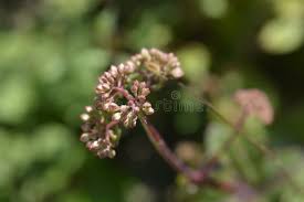 Attēlu rezultāti vaicājumam “Hylotelephium telephium bud”