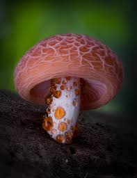 Attēlu rezultāti vaicājumam “Rhodotus palmatus”