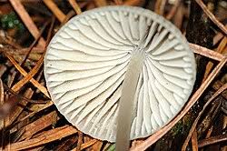 Attēlu rezultāti vaicājumam “Mycena amicta”