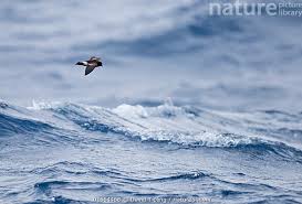 Image result for Oceanites oceanicus