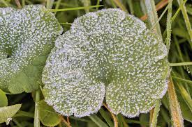 Attēlu rezultāti vaicājumam “Saxifraga granulata leaf”