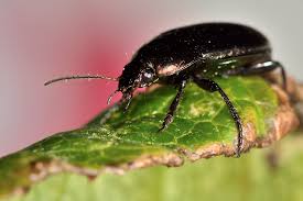 Attēlu rezultāti vaicājumam “Poecilus versicolor”