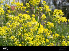 Attēlu rezultāti vaicājumam “Bunias orientalis”