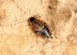 Attēlu rezultāti vaicājumam “Ectobius sylvestris female”