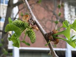 Attēlu rezultāti vaicājumam “Ginkgo biloba male flower”