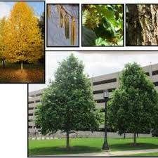 Attēlu rezultāti vaicājumam “Corylus colurna”