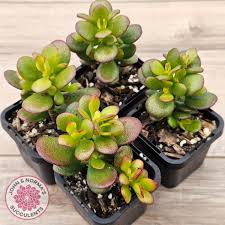 Image result for Crassula hobbit