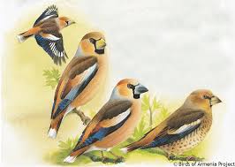 Attēlu rezultāti vaicājumam “Coccothraustes coccothraustes adult”