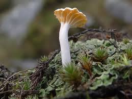 Attēlu rezultāti vaicājumam “Lichenomphalia umbellifera”