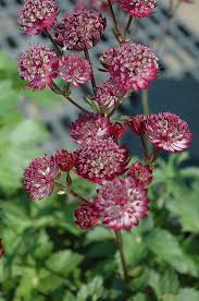 Attēlu rezultāti vaicājumam “Astrantia major flower”