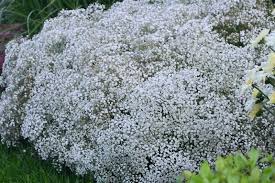 Attēlu rezultāti vaicājumam “Gypsophila paniculata flower”