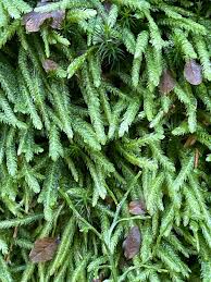 Attēlu rezultāti vaicājumam “Plagiothecium latebricola”