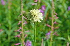 Attēlu rezultāti vaicājumam “Dipsacaceae”