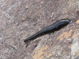 Attēlu rezultāti vaicājumam “Hirudinea”